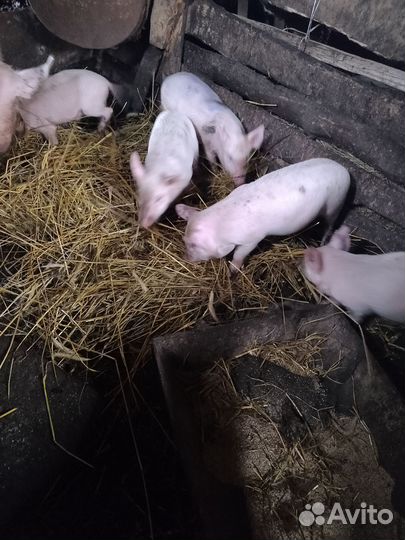 Продаются поросята