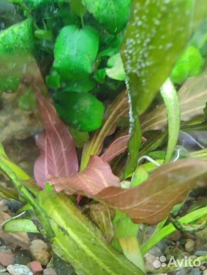 Аквариумное растение