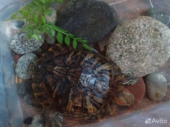 Красноухая черепаха бесплатно