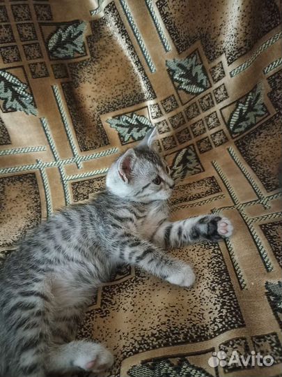 Котята ищут свой новый дом