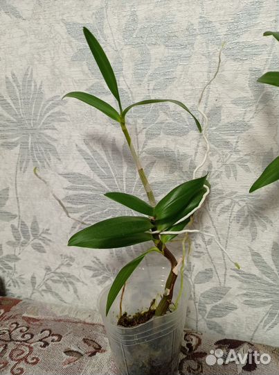 Орхидея дендробиум Кинга