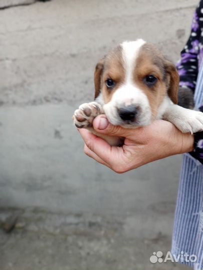 Щенки эстонской гончей