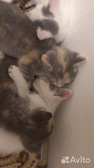 Котята