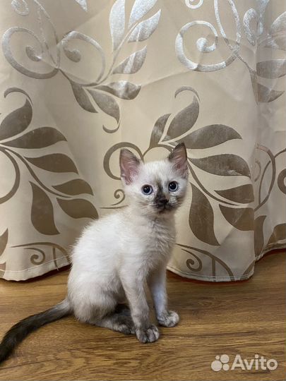 Котята в добрые руки даром