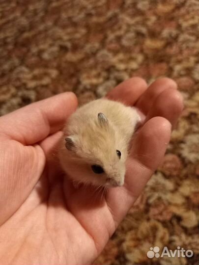 Джунгарский хомяк