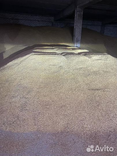 Зерно пшеница ячмень