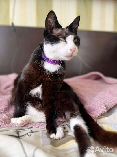 Кошка в дар