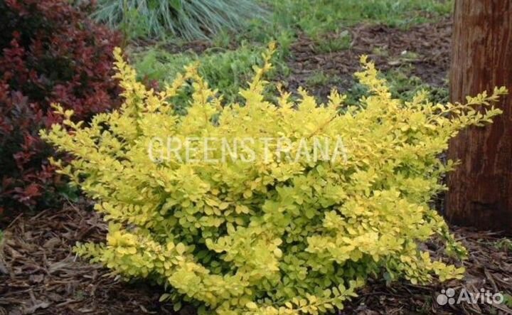 Барбарис Тунберга Sensation