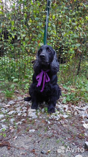 Собака спаниель в добрые руки