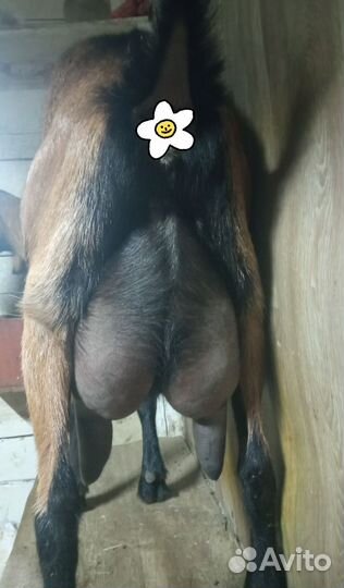 Козы козлик