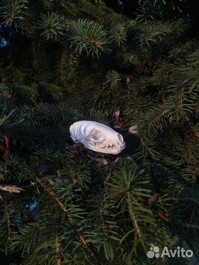 Череп соболя