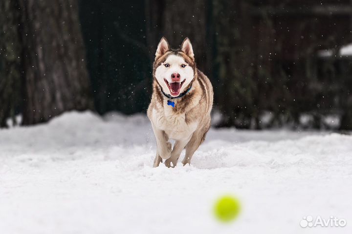 Красавчик хаски в добрые руки