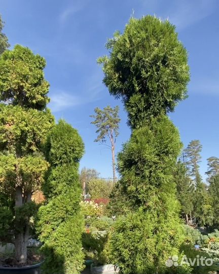 Туя Формированная 3,8 метра