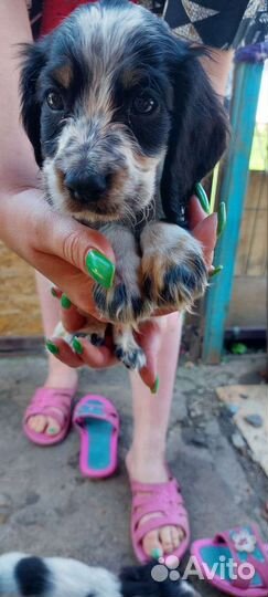 Щенки русского спаниеля