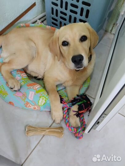 Лабрадор ретривер