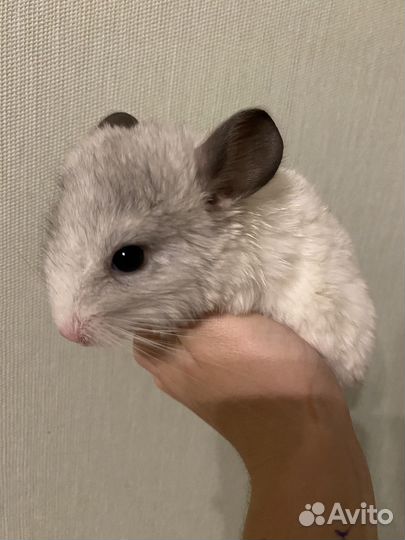 Шиншиллы