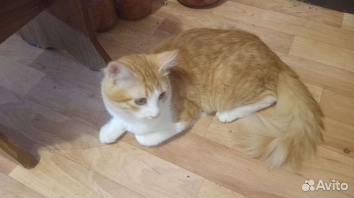 Котик в добрые руки