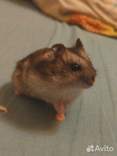 Джунгарский хомяк,девочка/мальчик