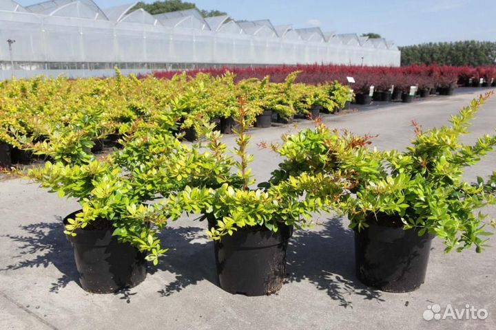 Барбарис средний Дуал Джевел