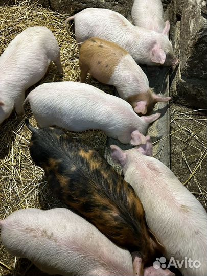 Поросята