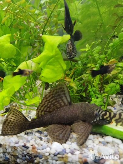 Сом анциструс