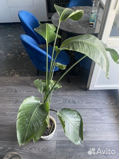 Стрелиция николая