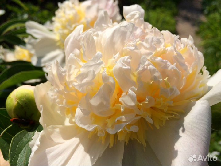 Пионы саженцы