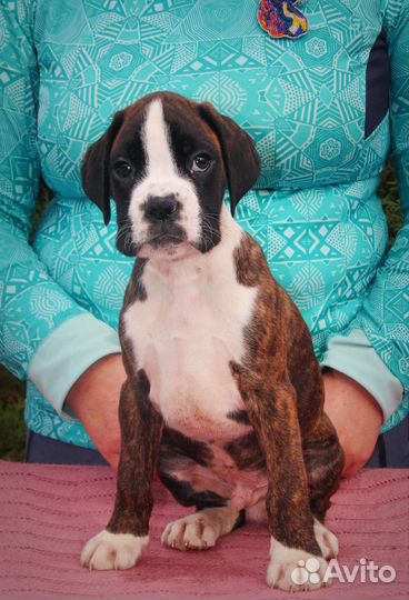 Щенки боксера с родословной