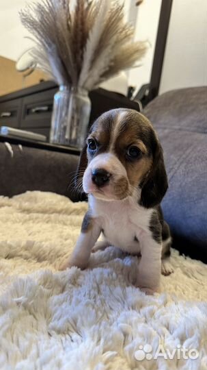 Щенки бигль