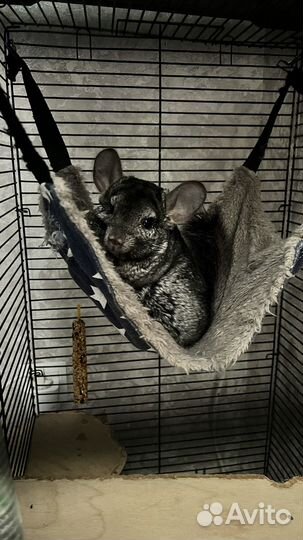 Шиншилла с клеткой
