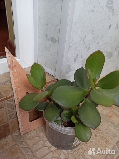 Денежное дерево, толстянка