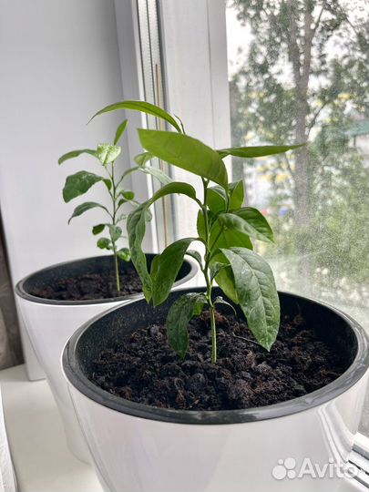 Лимон Мейера (узбекский) в горшке