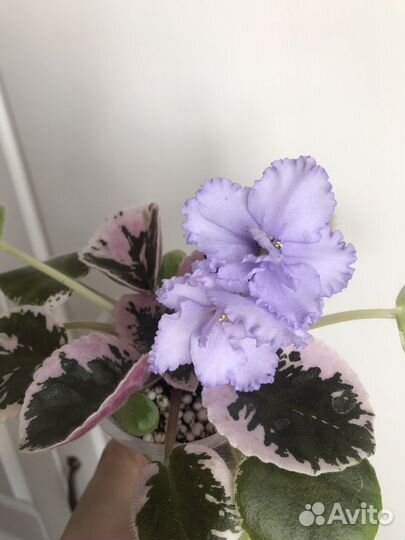 Фиалка ек- Небесное создание