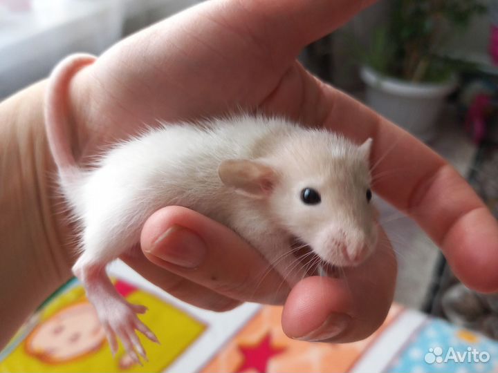 Крыски, крыса, крысята