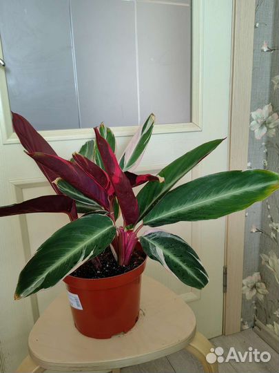 Строманта триколор