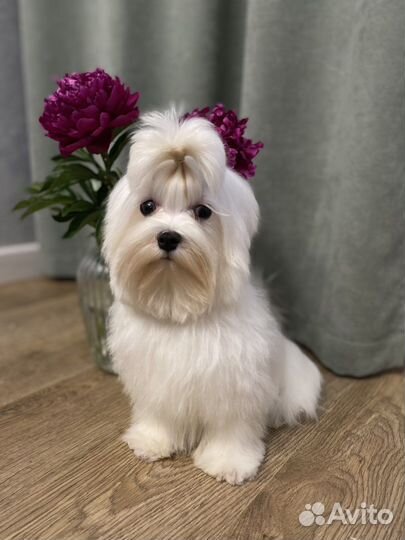 Болонки