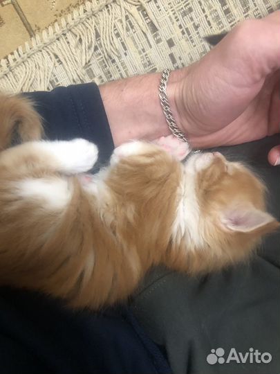 Котята мэйн кун