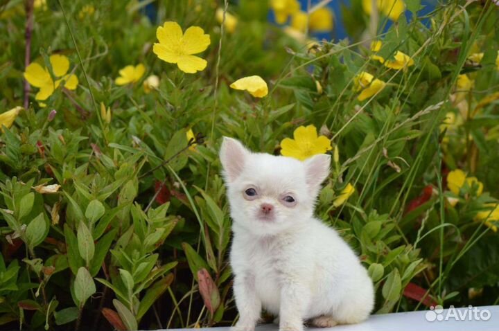 Микро и мини близняшки