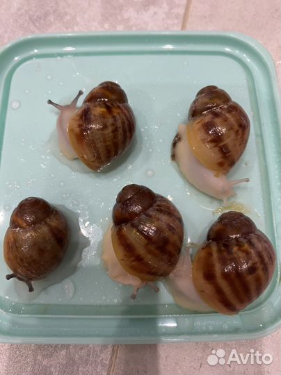 Архахатины Маргината Овум