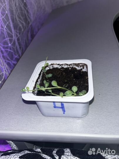 Крестовик Роули