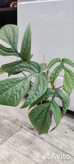 Амидриум медиум сильвер Блю