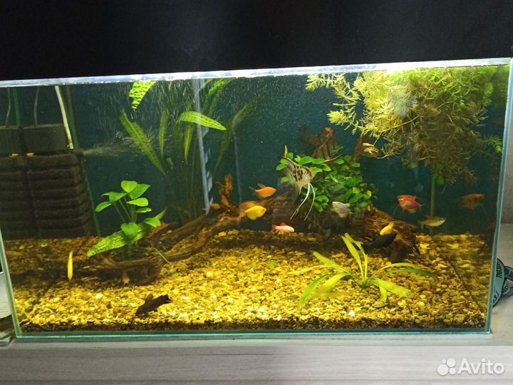 Аквариум с рыбками
