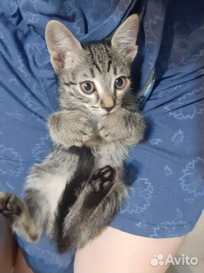 Котик в добрые руки 2м