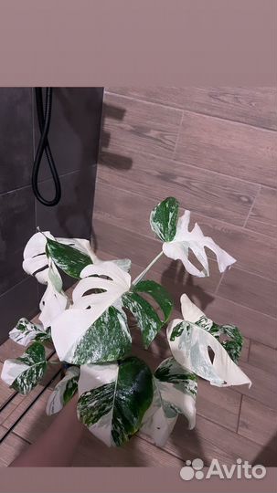 Монстера альба взрослая
