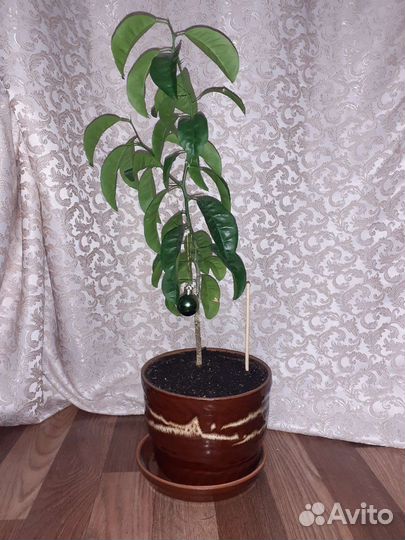 Мандариновое дерево 55см с горшком