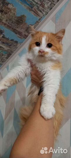 Кошечка ищет дом