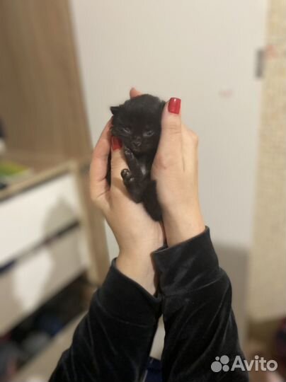 Продам котят