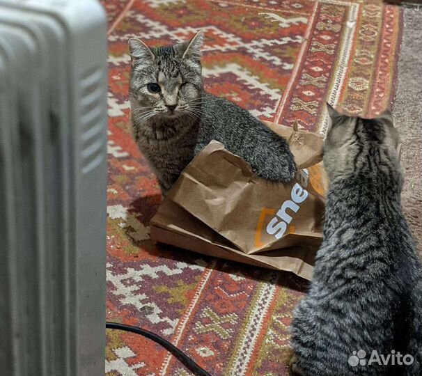 Кошечка шпротик