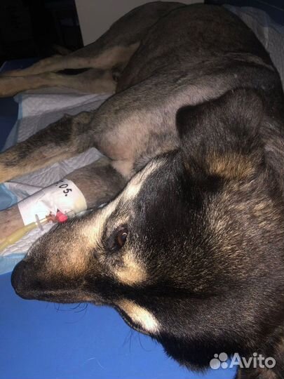 Монголу нужен добрый дом