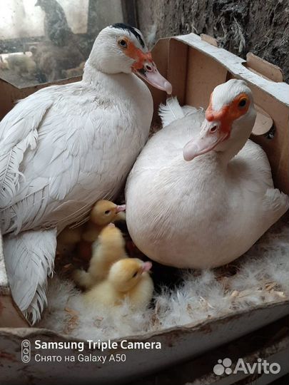 Муларды для разведения